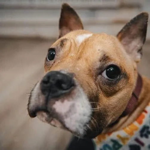 Jade Blossom - Photo 2