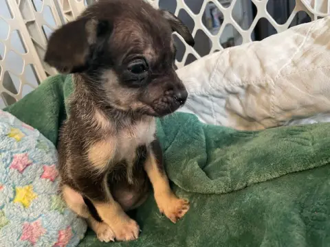 Lola Bunny thumbnail 2