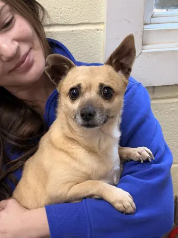 Chicken Tinga thumbnail 3