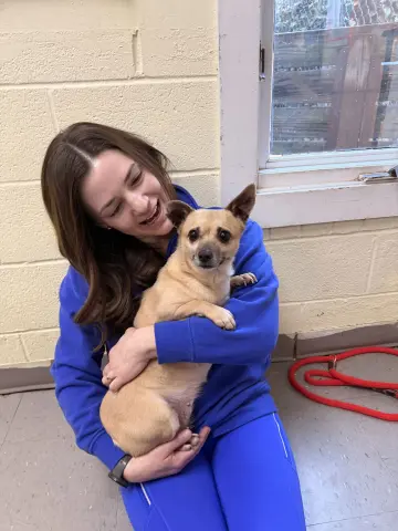 Chicken Tinga thumbnail 4