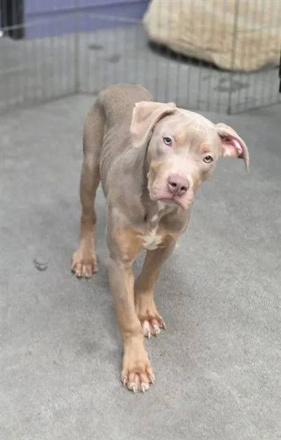 Crash Bandicoot - Photo 1