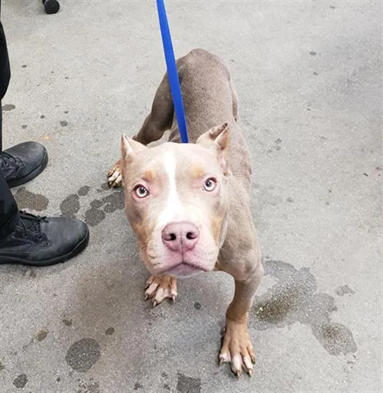 Donkey Kong - Photo 1