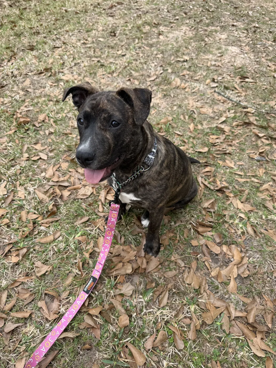 Clementine - Photo 1