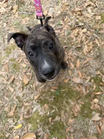 Clementine thumbnail 2