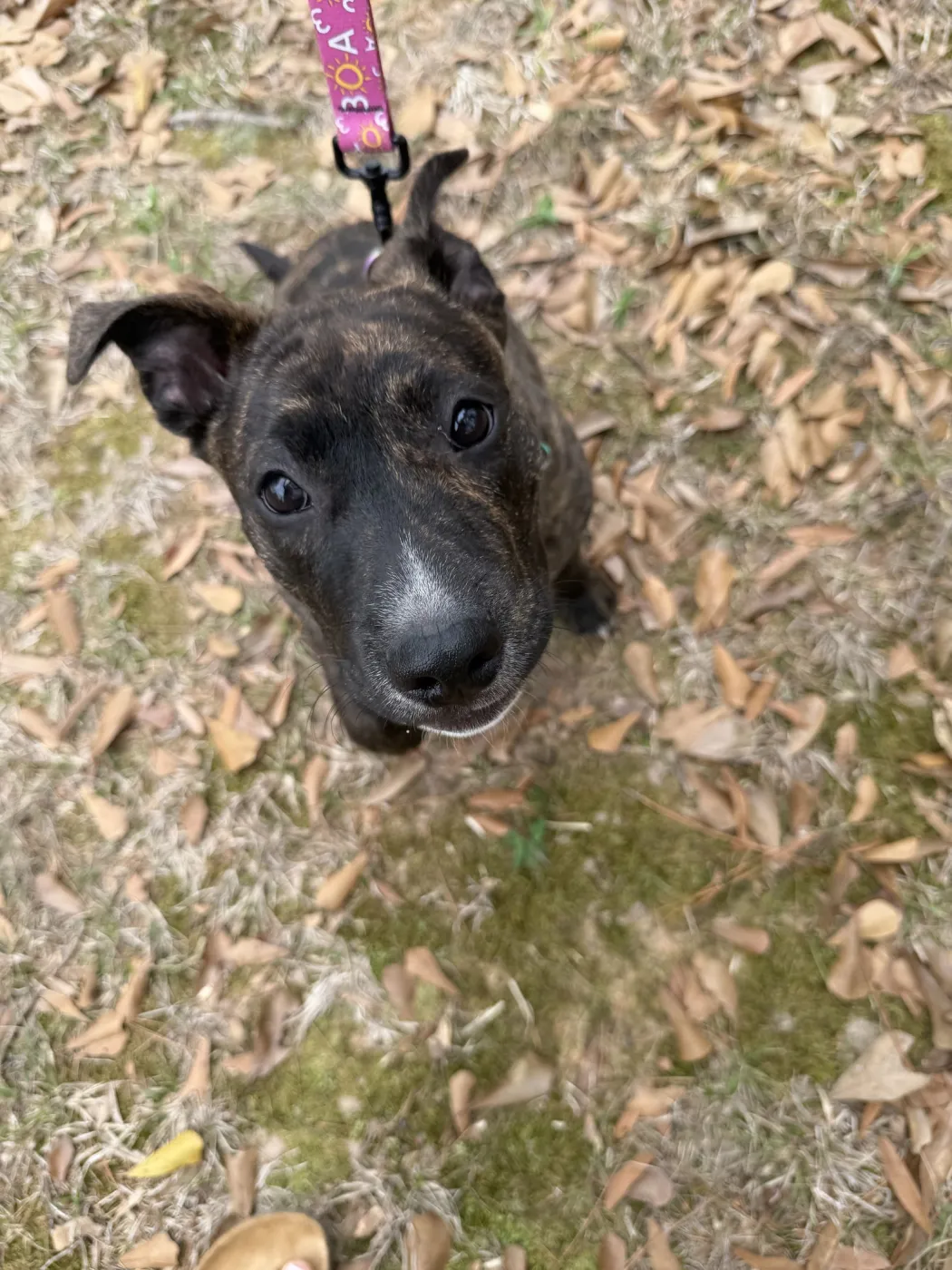 Clementine - Photo 2