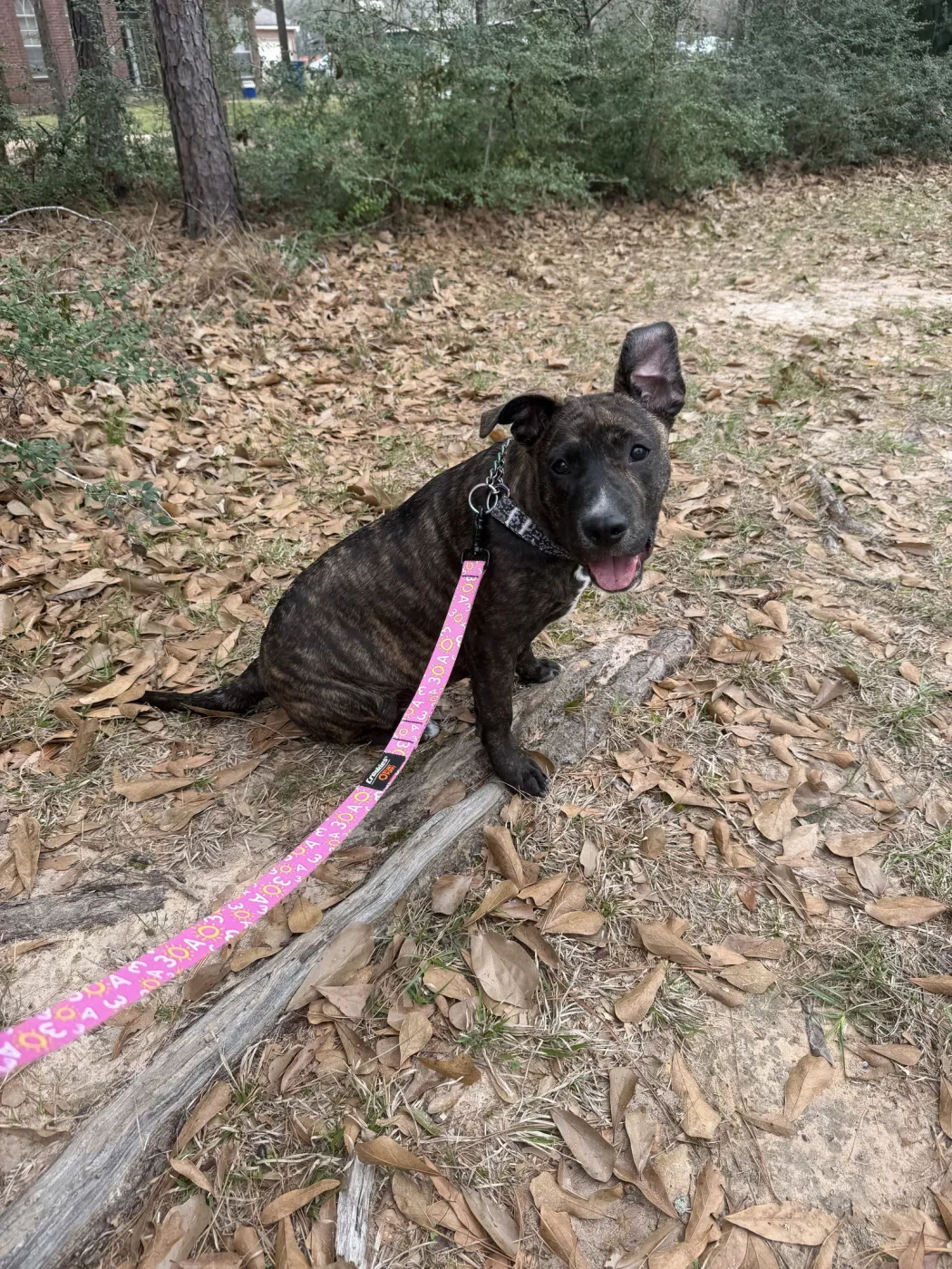 Clementine - Photo 3