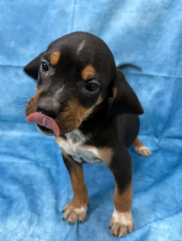 Carl Gallagher thumbnail 2