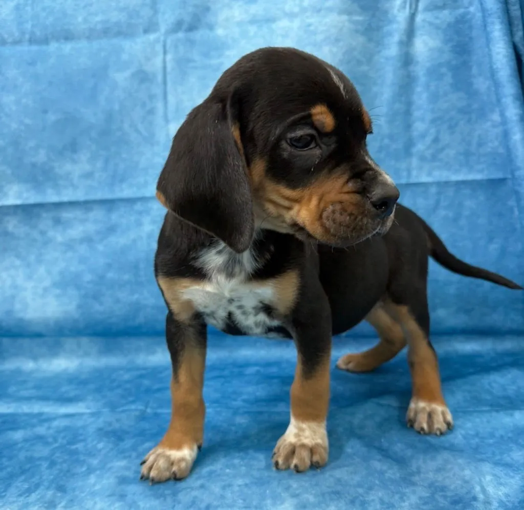 Carl Gallagher - Photo 3