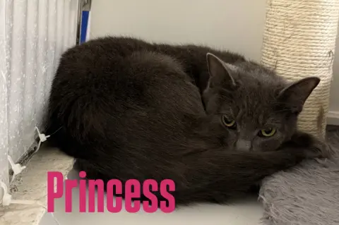 Princess thumbnail 2