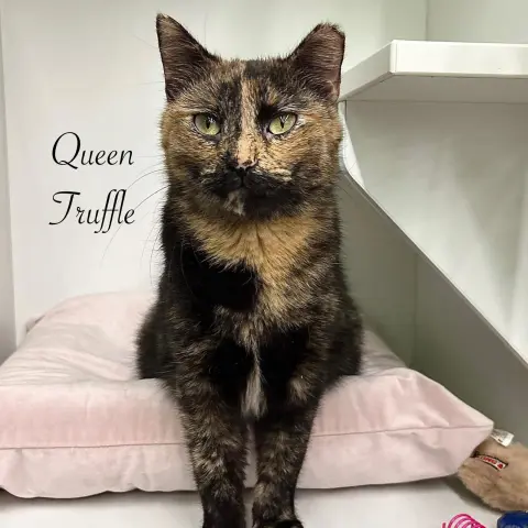 Queen Truffle