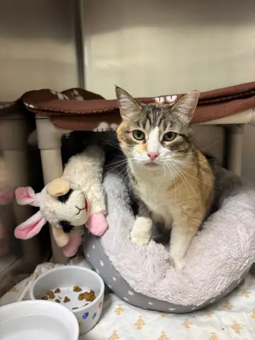 Baby Girl thumbnail 4