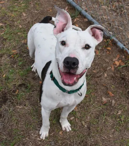 Dancing Queen - Photo 1