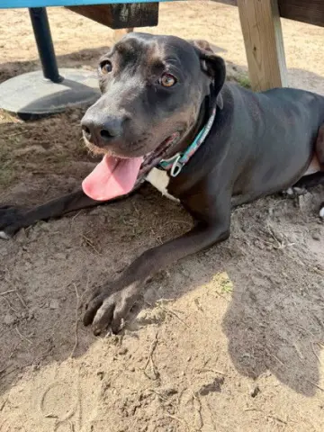 Ellie Belly thumbnail 2