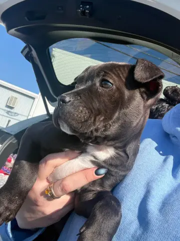 Dr. Yang thumbnail 2