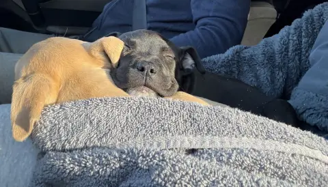 Dr. Yang thumbnail 3