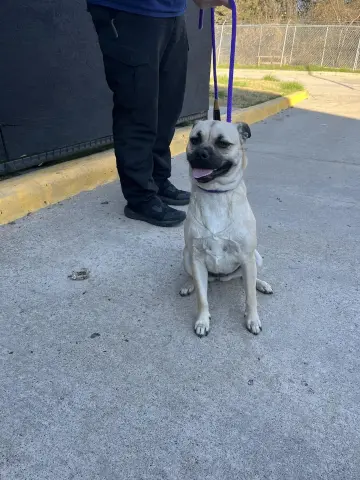 Tator Tot thumbnail 2