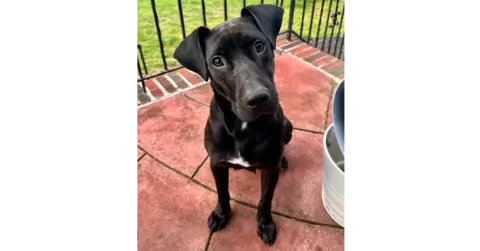 Gum Drop thumbnail 3