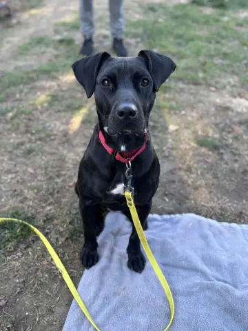 Gum Drop thumbnail 4