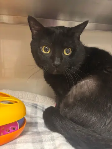 Forklift thumbnail 2