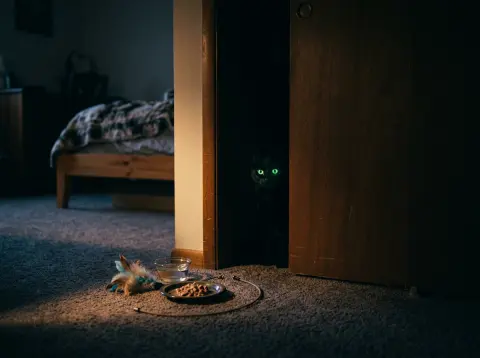 New Cat Hiding and Won't Come Out: What to Do