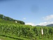 Rebberg Pfeffingen Rebberg Pfeffingen