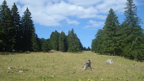 Chasseral, Weiden am Weg von Pré-d'Orvin