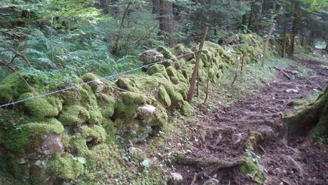 Weg mit vermooster Mauer