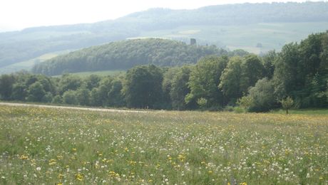 Blick auf Ruine Schenkenberg