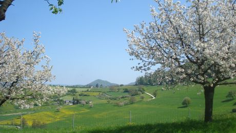 Bluescht bei Olsberg, Fricktal