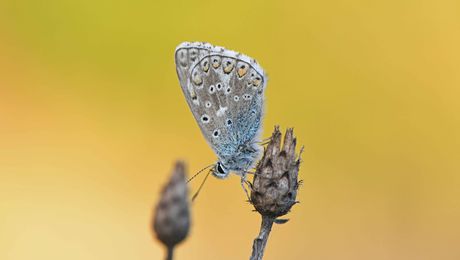 Einen schlafenden Schmetterling - Guet-Nacht-Tour