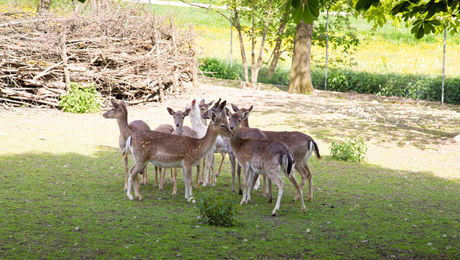 Hirschpark Fulenbach