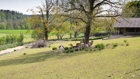 Hirschpark Fulenbach
