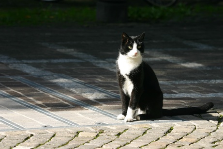 Toulouse, der König von Olten