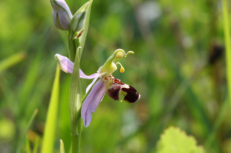 Orchideenlehrpfad Erlinsbach
