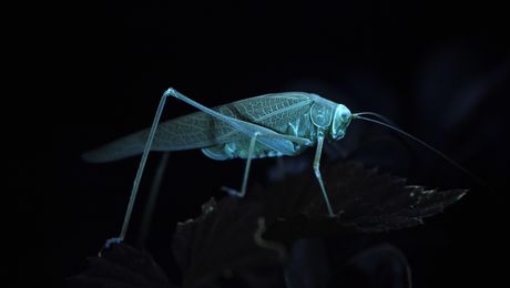 Heuschrecke auf der Abendtour mit UV-Licht