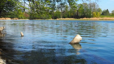 Aare bei Boningen