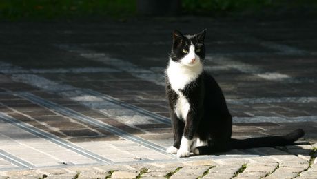 Kater Toulouse