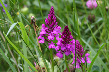 Orchideenlehrpfad Erlinsbach Orchideenlehrpfad Erlinsbach