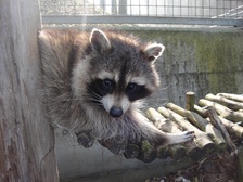 Wildpark Mühletäli Olten Wildpark Mühletäli Olten