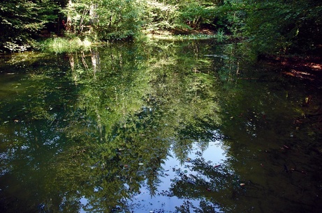 Waldweiher auf der Wiler Anhöhe