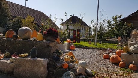 Niederbuchsiten im Herbst