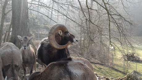 Wildpark Mühletäli