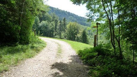 Solothurner Waldwanderung - © Kaufmann +Bader GmbH