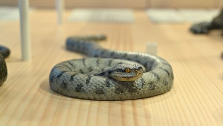 Aspisviper - Zwergliführung Naturmuseum Olten