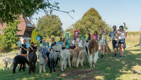 Malen inmitten von Alpakas