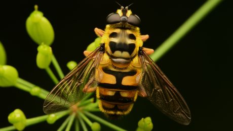 Totenkopf-Schwebfliege