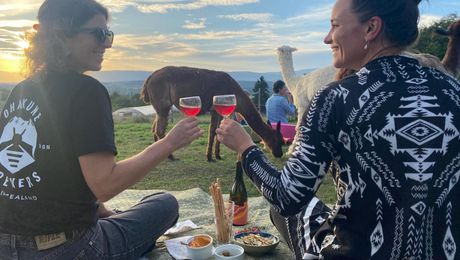 ﻿Picknick auf der Alpakaweide