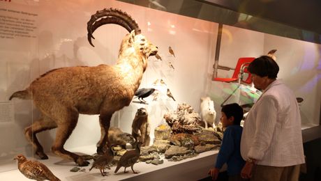Ausstellung Naturmuseum