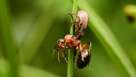 Rossameise Krabbenspinne