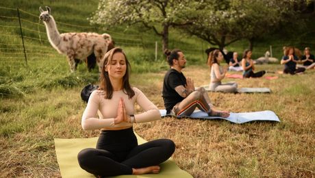 Yoga inmitten von Alpakas